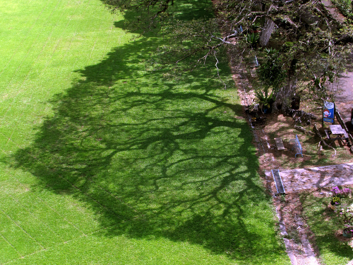 Shadow of an Albizia saman