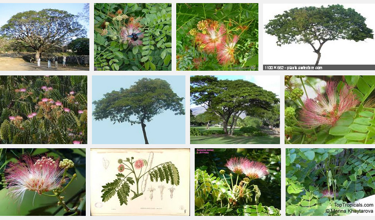 Albizia saman (Samanea saman)
