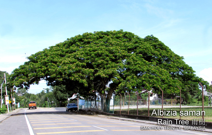 Albizia saman Rain Tree 雨樹