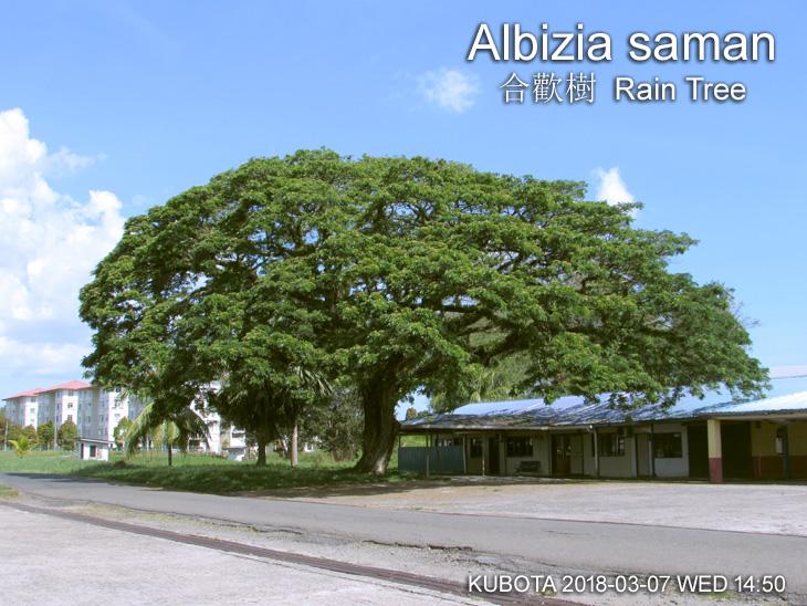 Albizia saman (Rain Tree)合歡樹（雨樹）