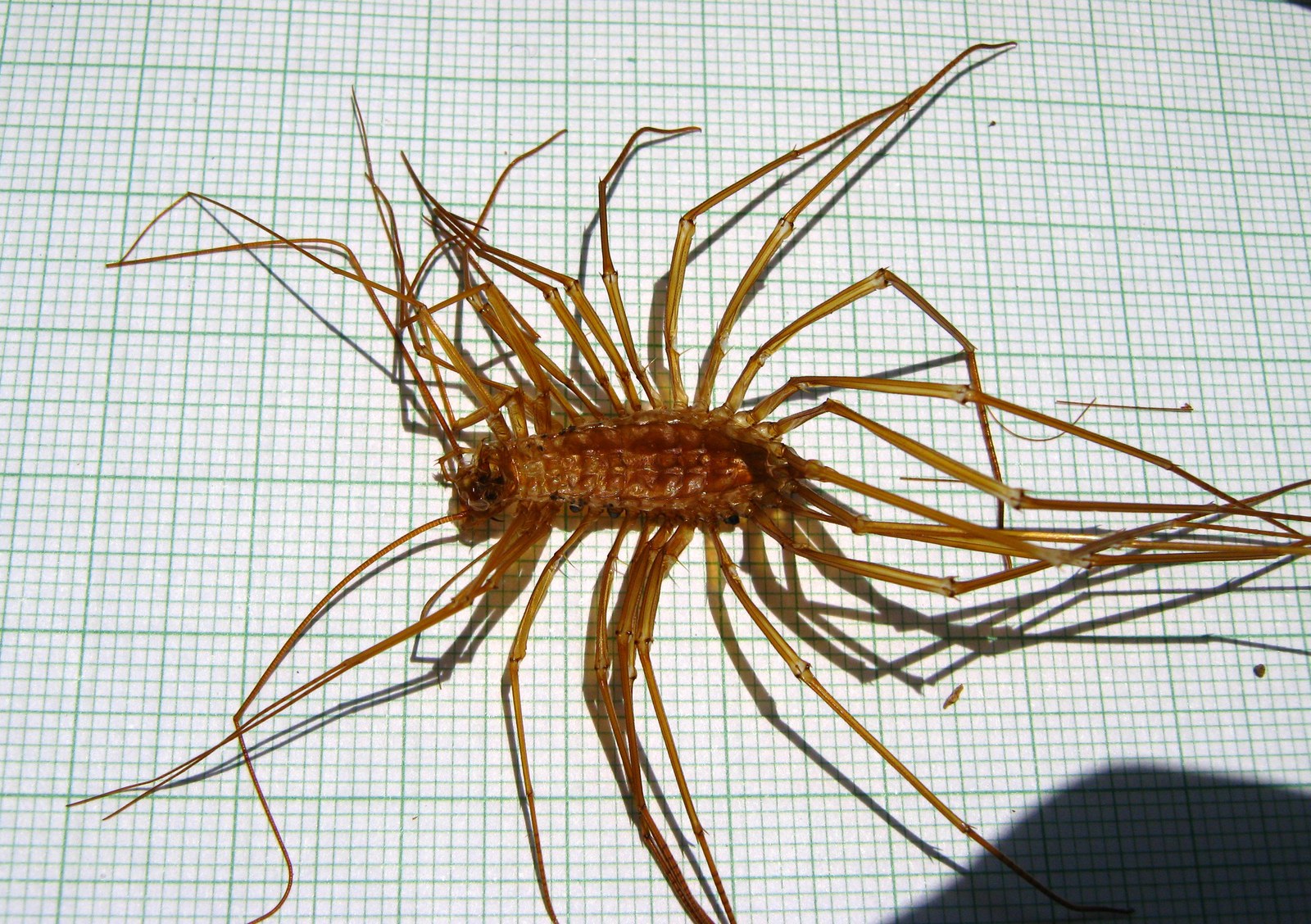 A pale amber centipede skin lying on green graph paper, its fifteen pairs of extremely long slender legs splayed out in all directions like the spokes of a wheel. The body is a narrow segmented strip about a fifth of the width of the leg spread. Hard sunlight throws sharp shadows of the legs across the paper.