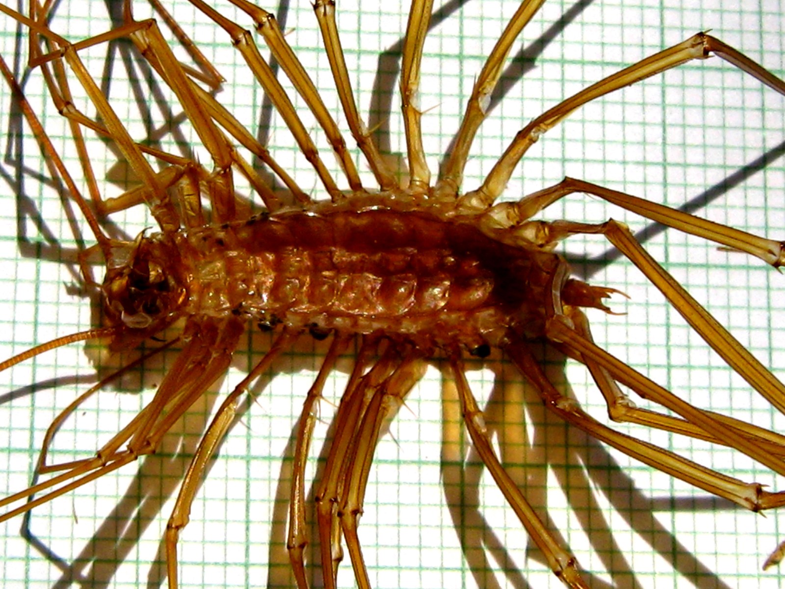 Close view of the same skin. The trunk is translucent amber and clearly hollow, with a row of overlapping curved dorsal plates along the back. At the left the head capsule is collapsed and empty. Legs run off in both directions, each one banded and finely ringed.
