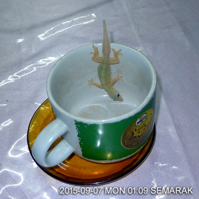 Lizard like sweet liquid.