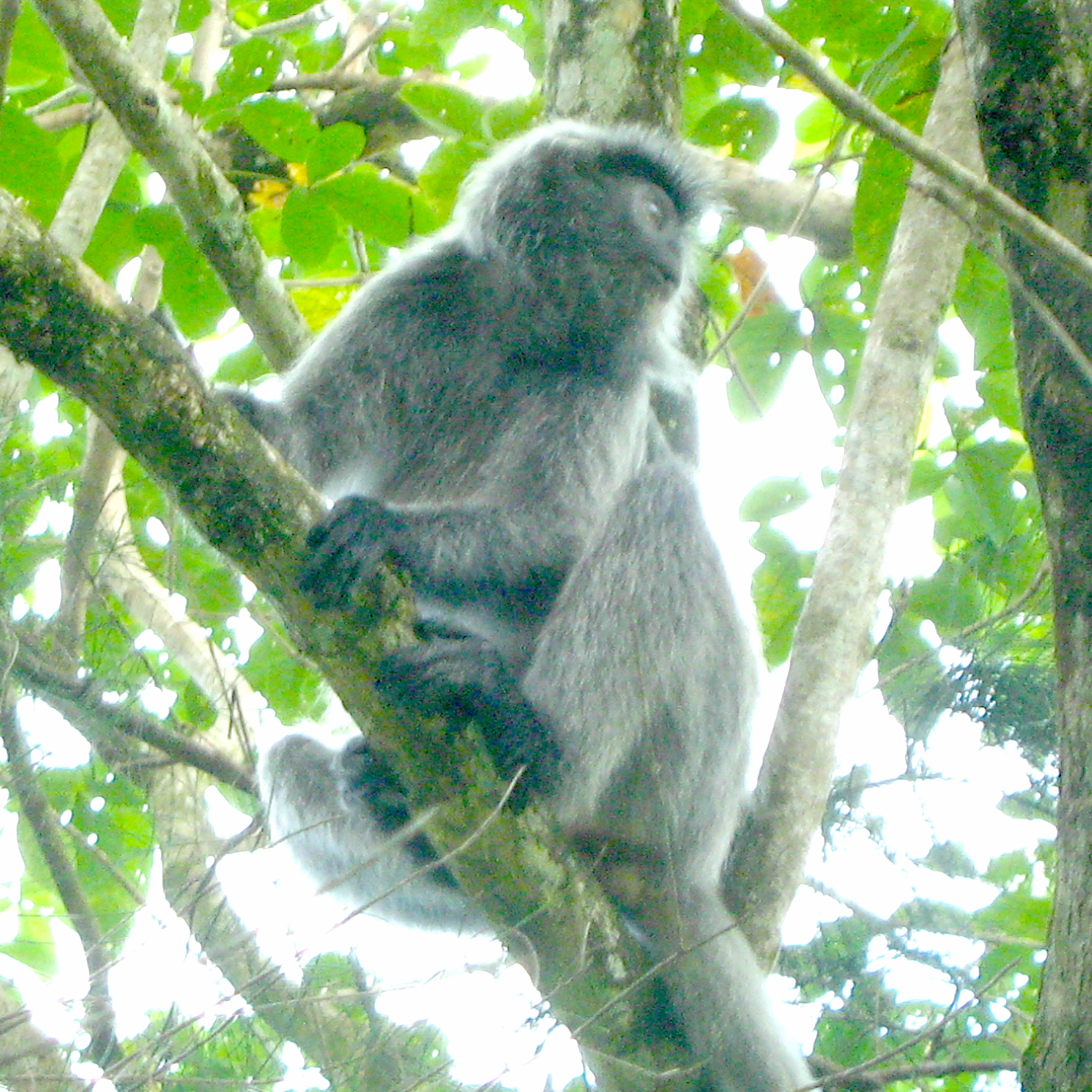 Silver Leaf Monkey