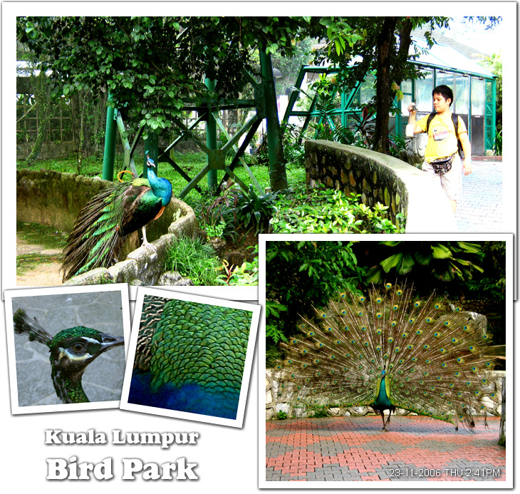 Indian Blue Peacocks