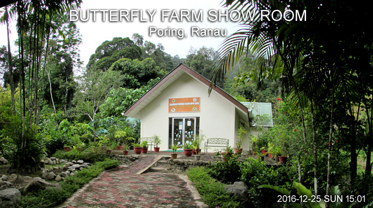 BUTTERFLY FARM SHOW ROOM, Poring, Ranau