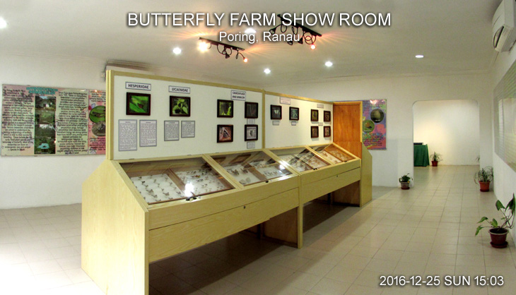 BUTTERFLY FARM SHOW ROOM, Poring, Ranau