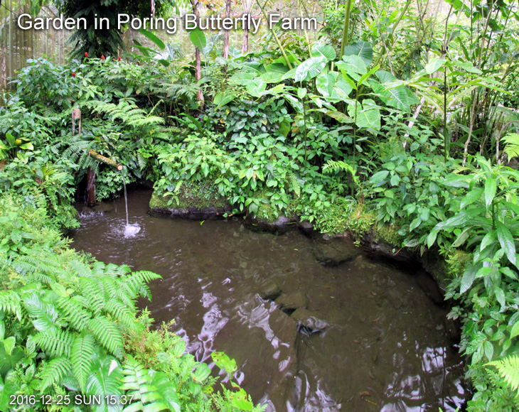 Garden in Poring Butterfly Farm