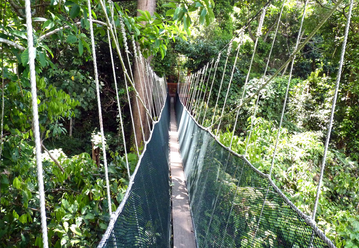 Canopy Walk at Poring Hot Spring