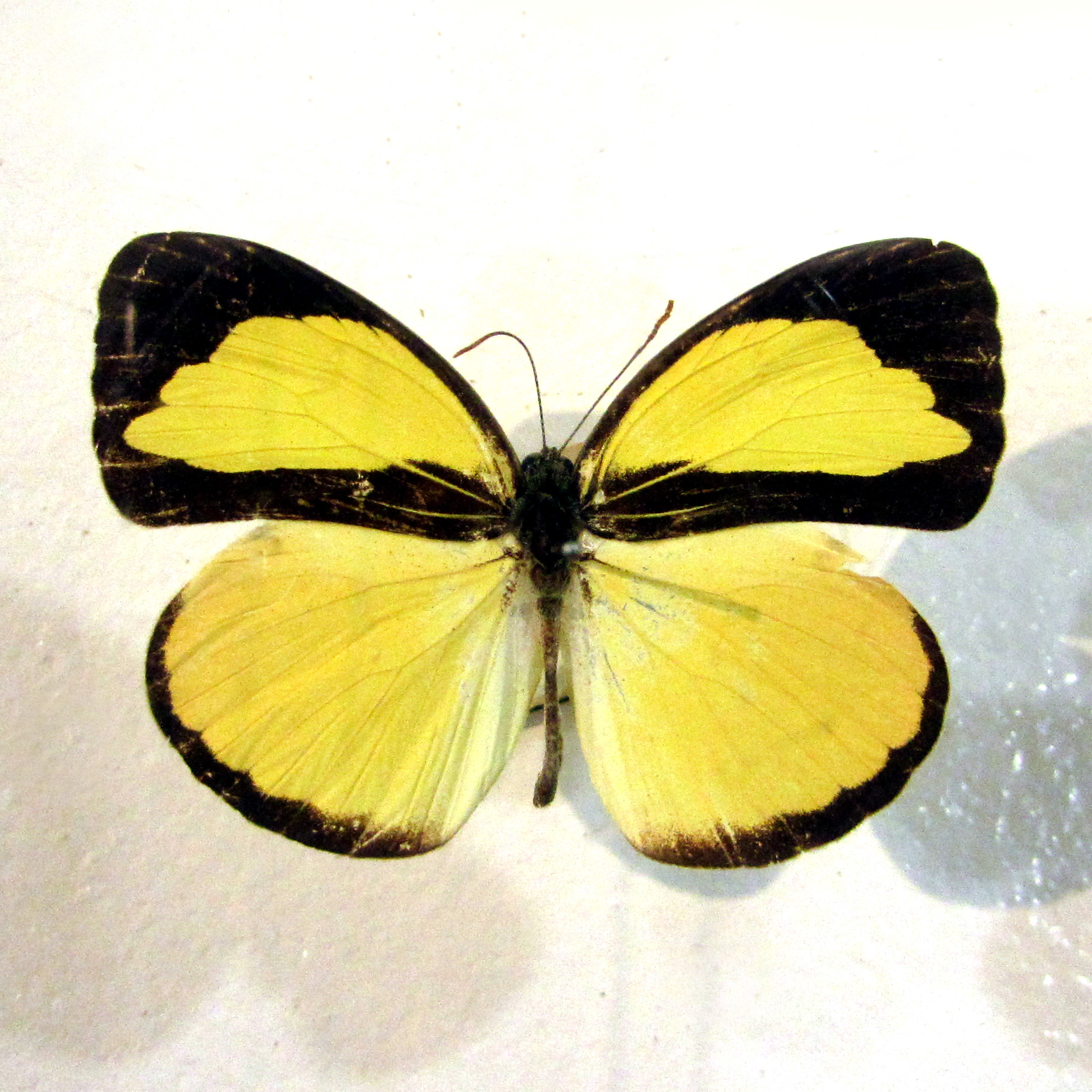 Poring Butterfly Farm