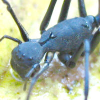 Sphecotypus sp. (Giant Forest Ant Mimic)