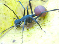 Sphecotypus sp. (Giant Forest Ant Mimic)