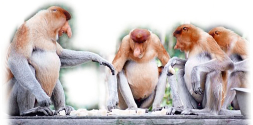 Proboscis   Monkey