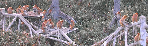 Proboscis Monkey
