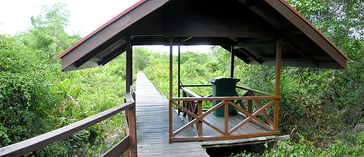 Labuk Bay Proboscis Monkey Sanctuary