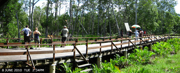 Labuk Bay Proboscis Monkey Sanctuary