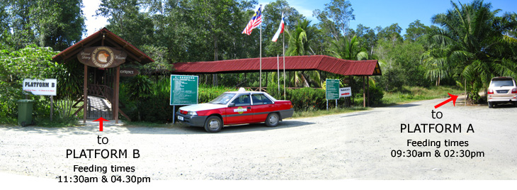 Labuk   Bay   Proboscis   Monkey   Sanctuary