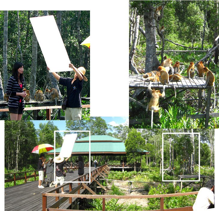 Labuk Bay Proboscis Monkey Sanctuary