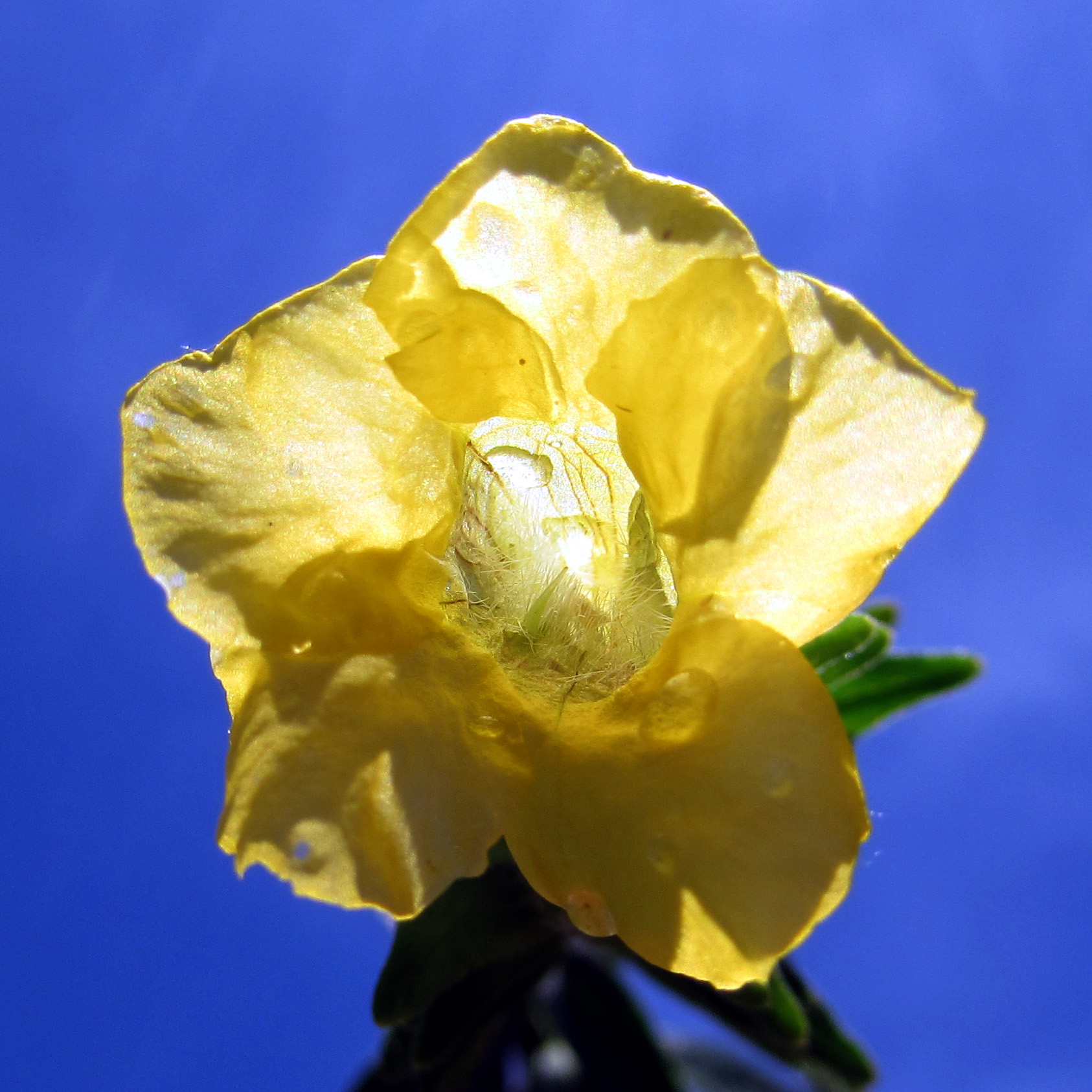 Yellow Blechum pyramidatum 黃色賽山藍