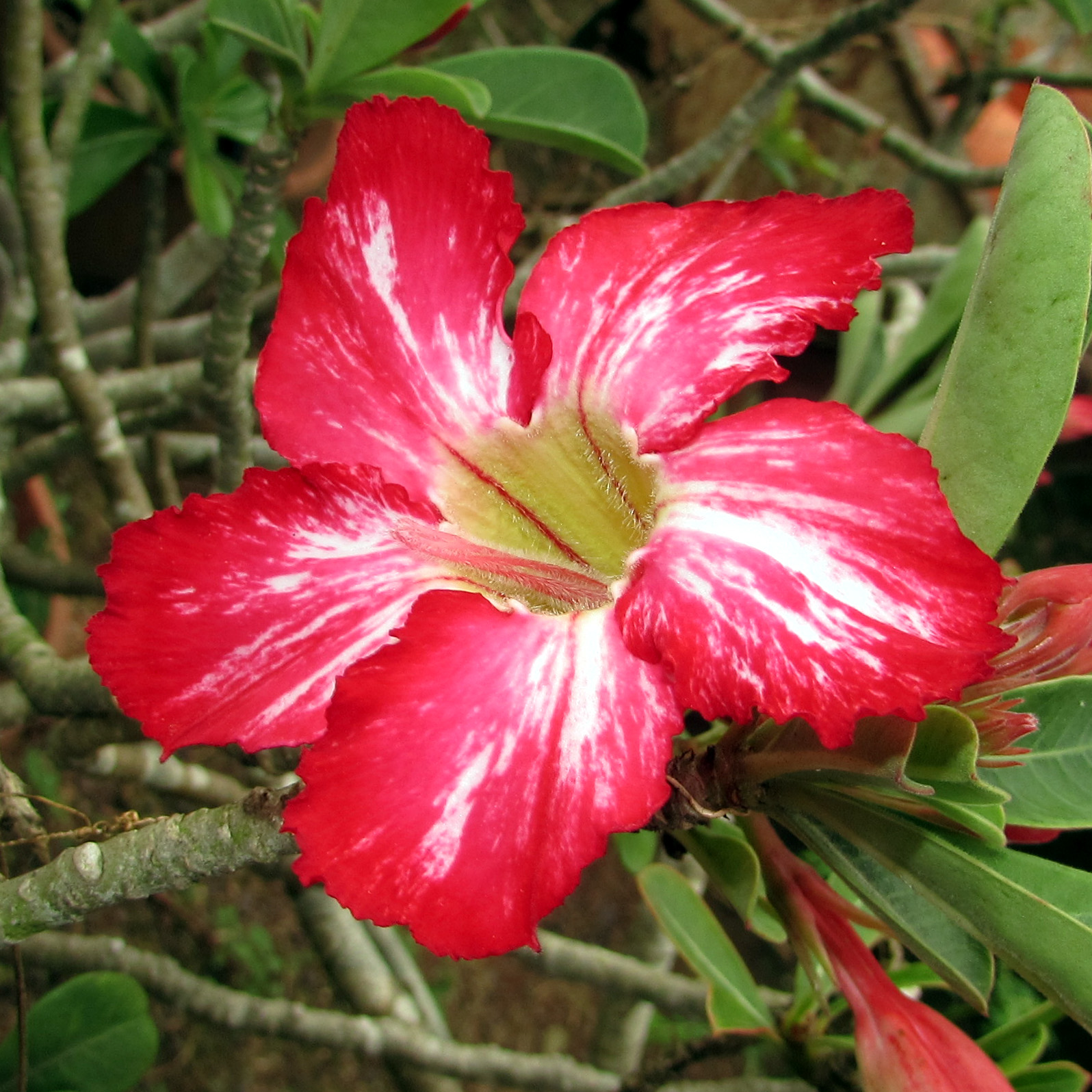 Red Adenium obesum flowers in Tawau Town