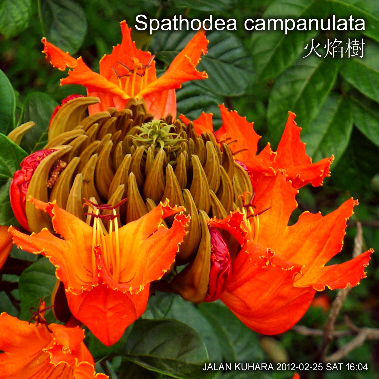 Flower of Spathodea campanulata 火焰樹