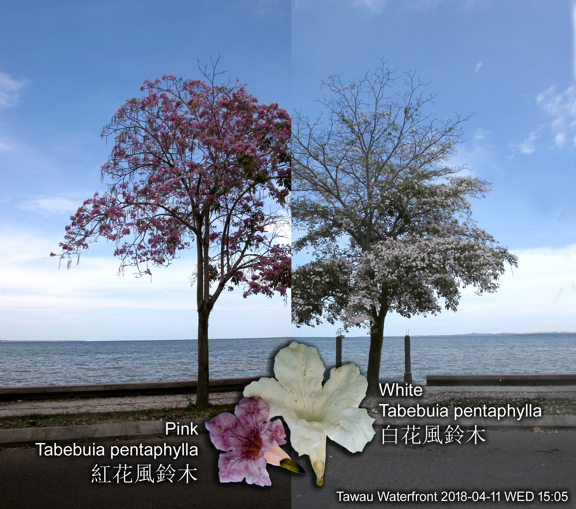 Tabebuia rosea (Tabebuia pentaphylla) - 2018