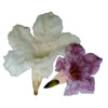 Tabebuia rosea (Tabebuia pentaphylla)