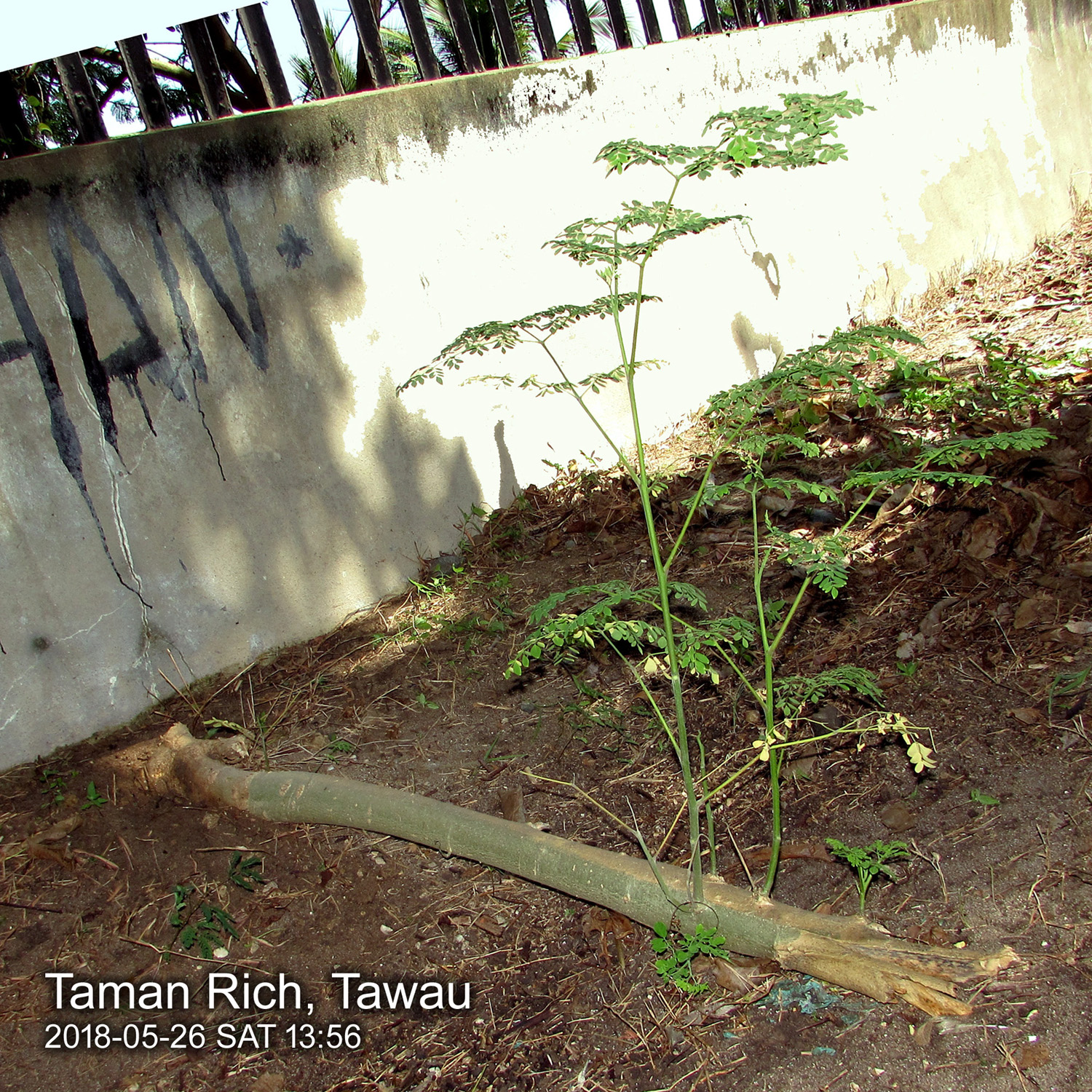 Fallen but never dies 倒下了但永不死亡