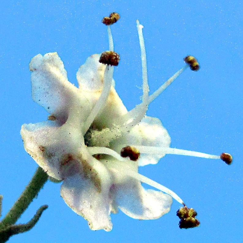 Flower of Tectona grandis - Teak