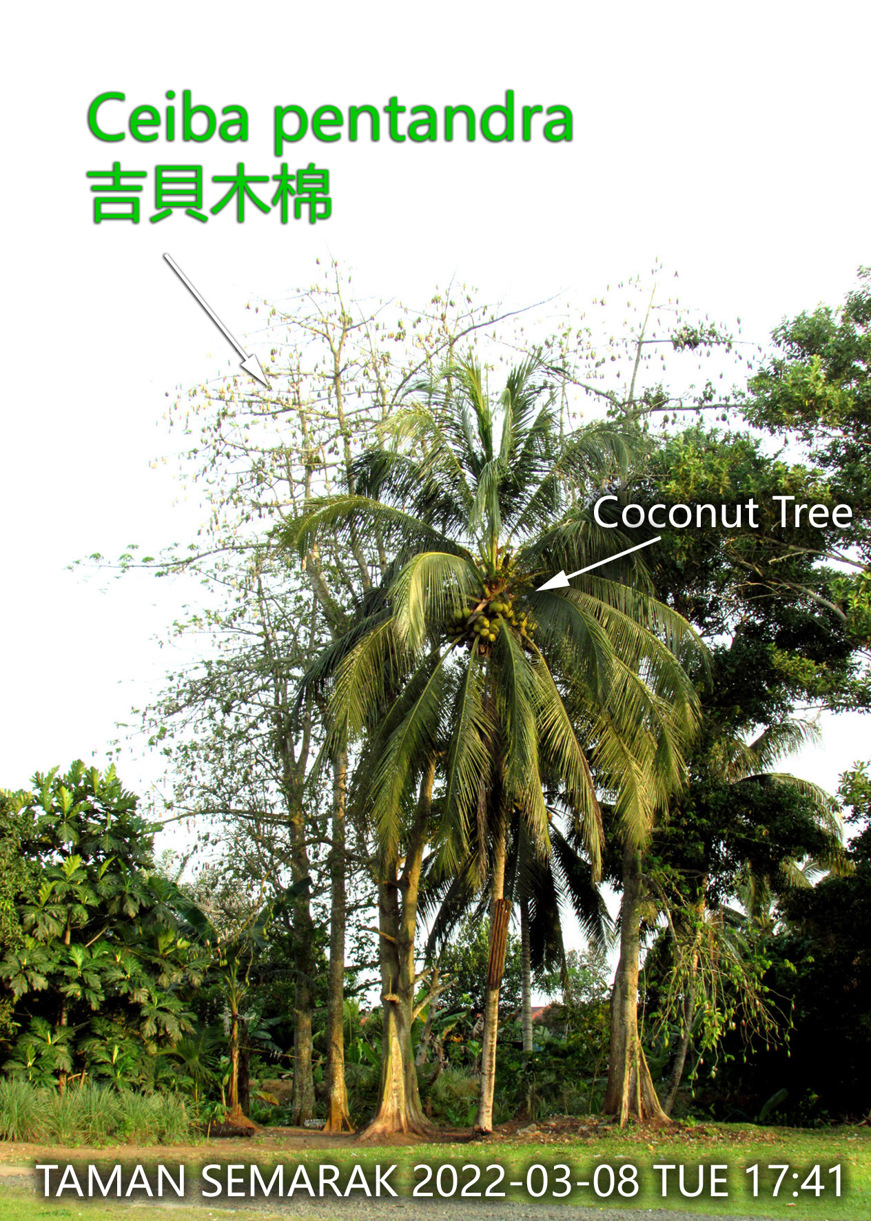 Cotton Trees in Tawau