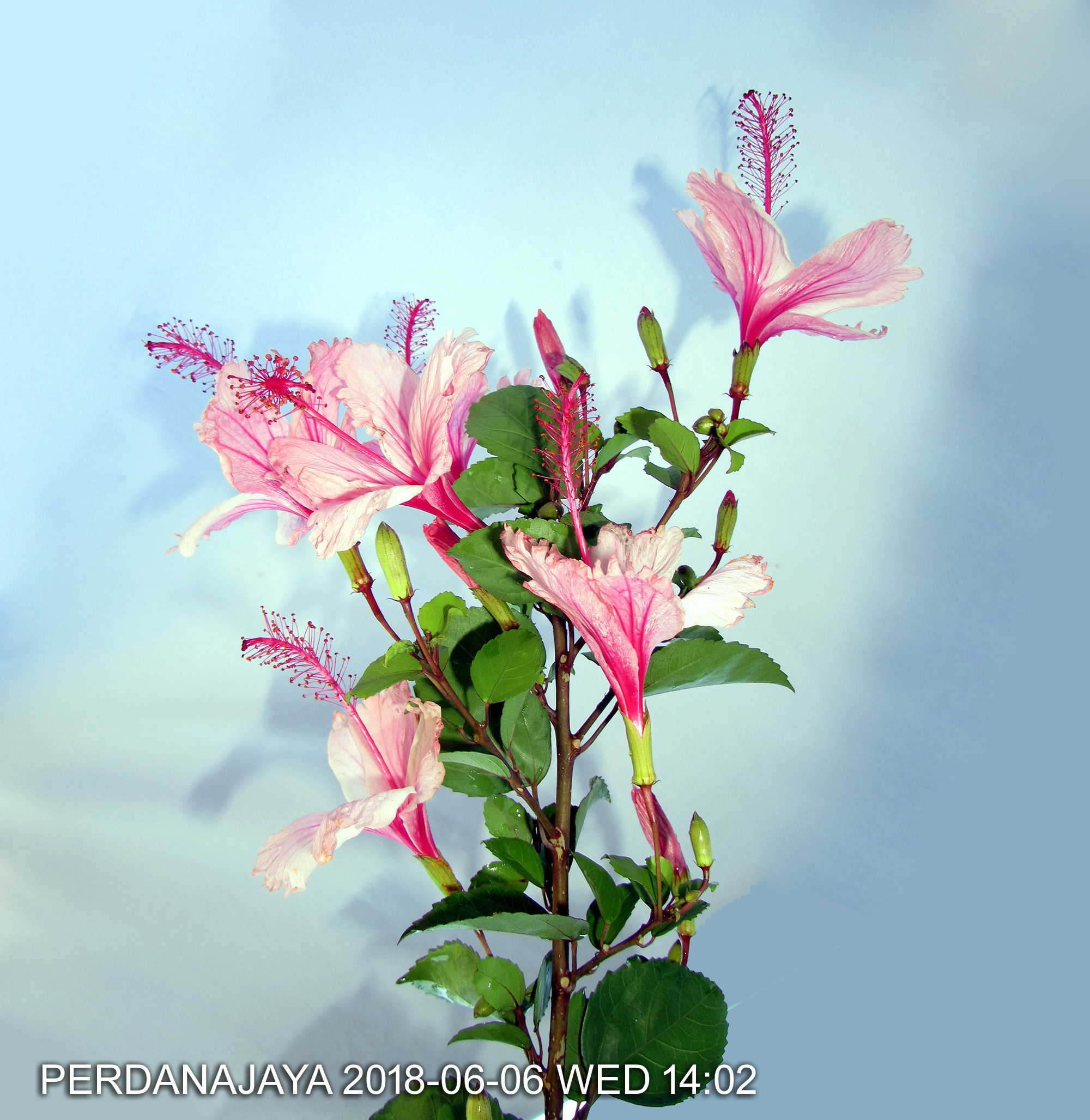 Inflorescence of a pink Hibiscus rosa-sinensis.