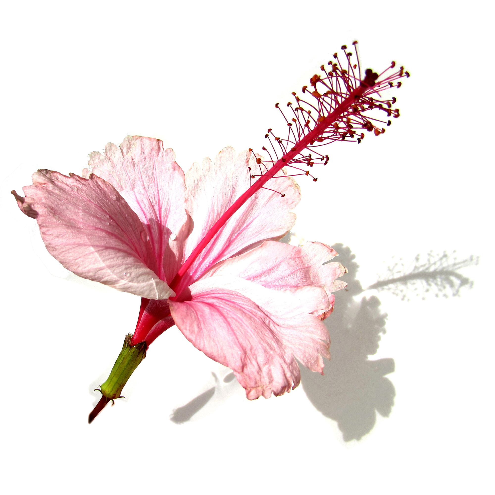 Pink Hibiscus rosa-sinensis 粉紅朱槿