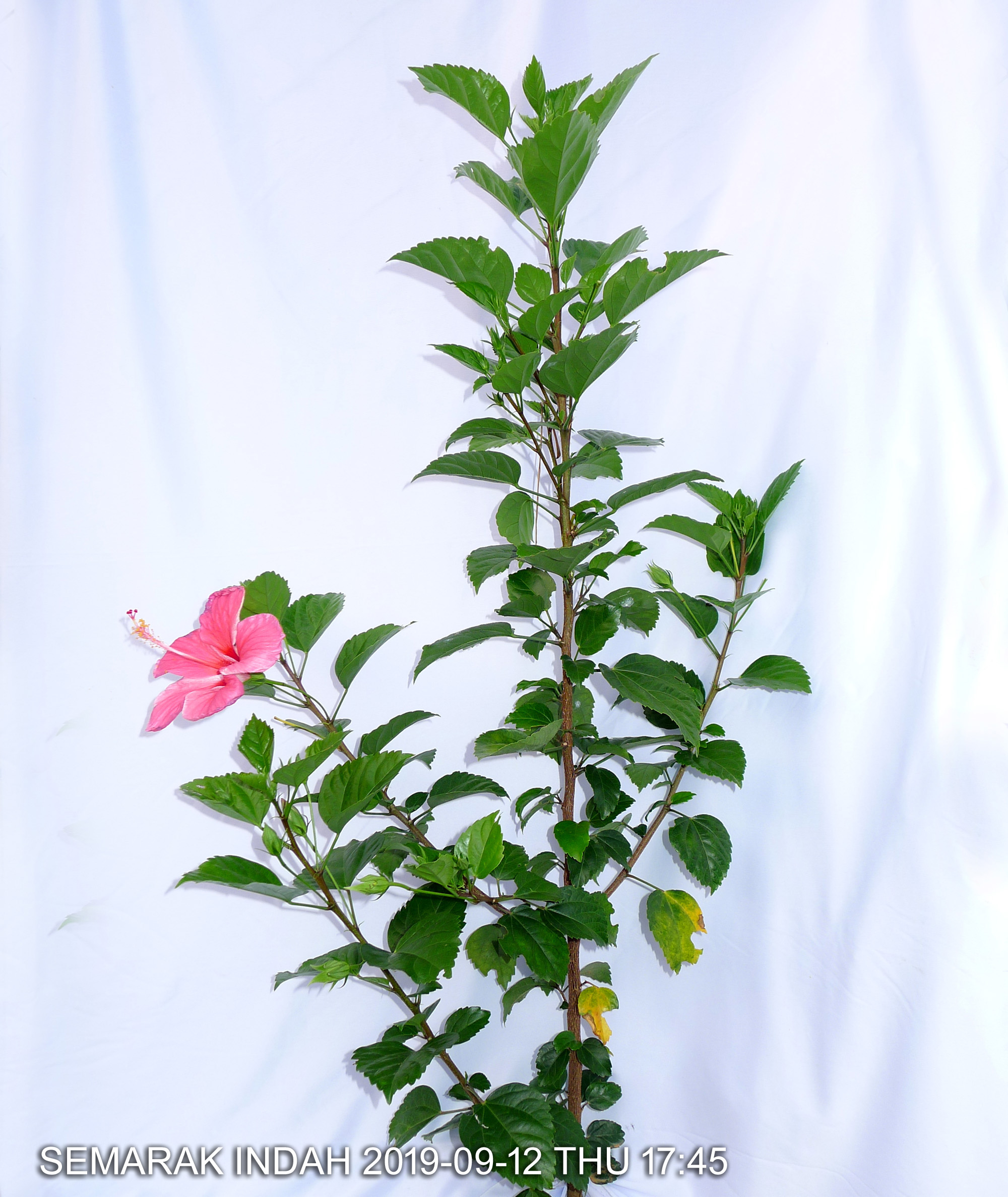 Pink variety Hibiscus rosa-sinensis 粉紅色品種朱槿