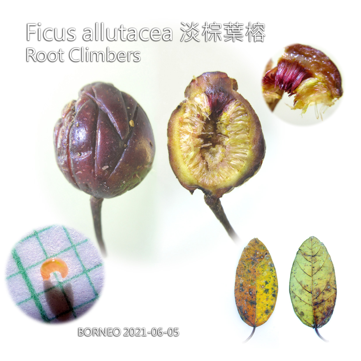 淡棕葉榕 Ficus allutacea