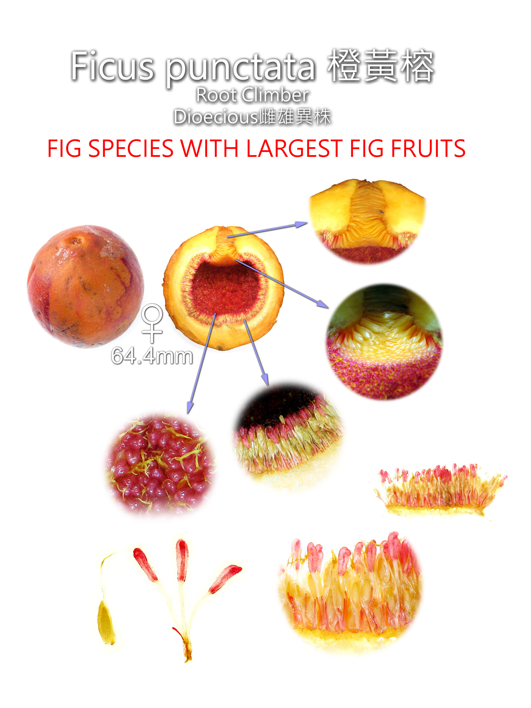 Ficus punctata 橙黃榕