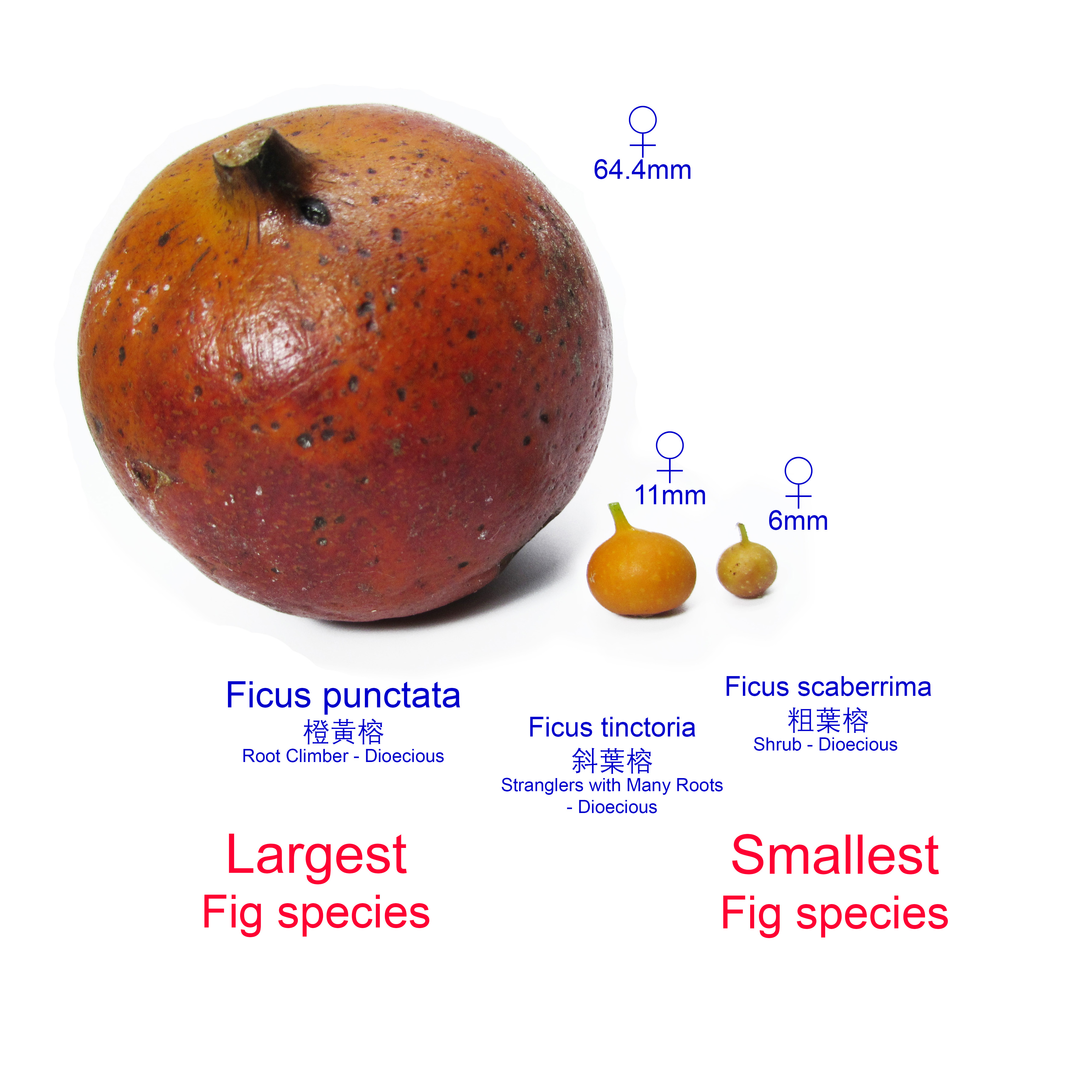Female figs from three different physical tree types