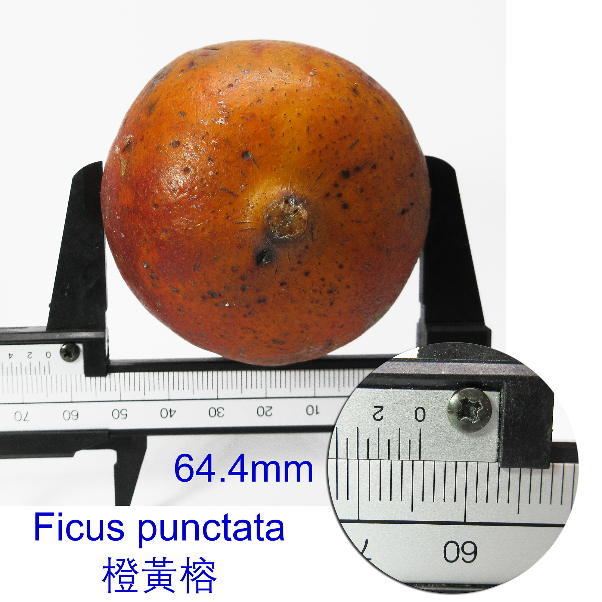Ficus punctata 橙黃榕 is believe to be the largest fig species in Borneo.