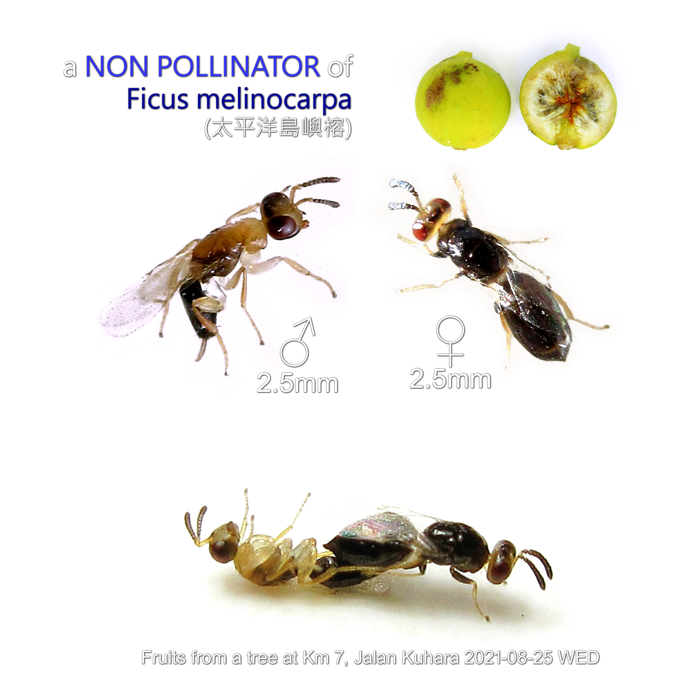 NON POLLINATORS of Ficus melinocarpa