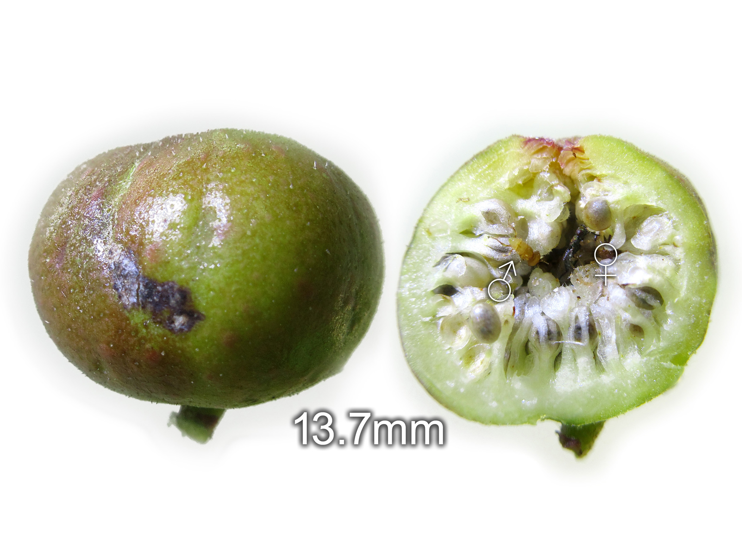 Ficus cumingii