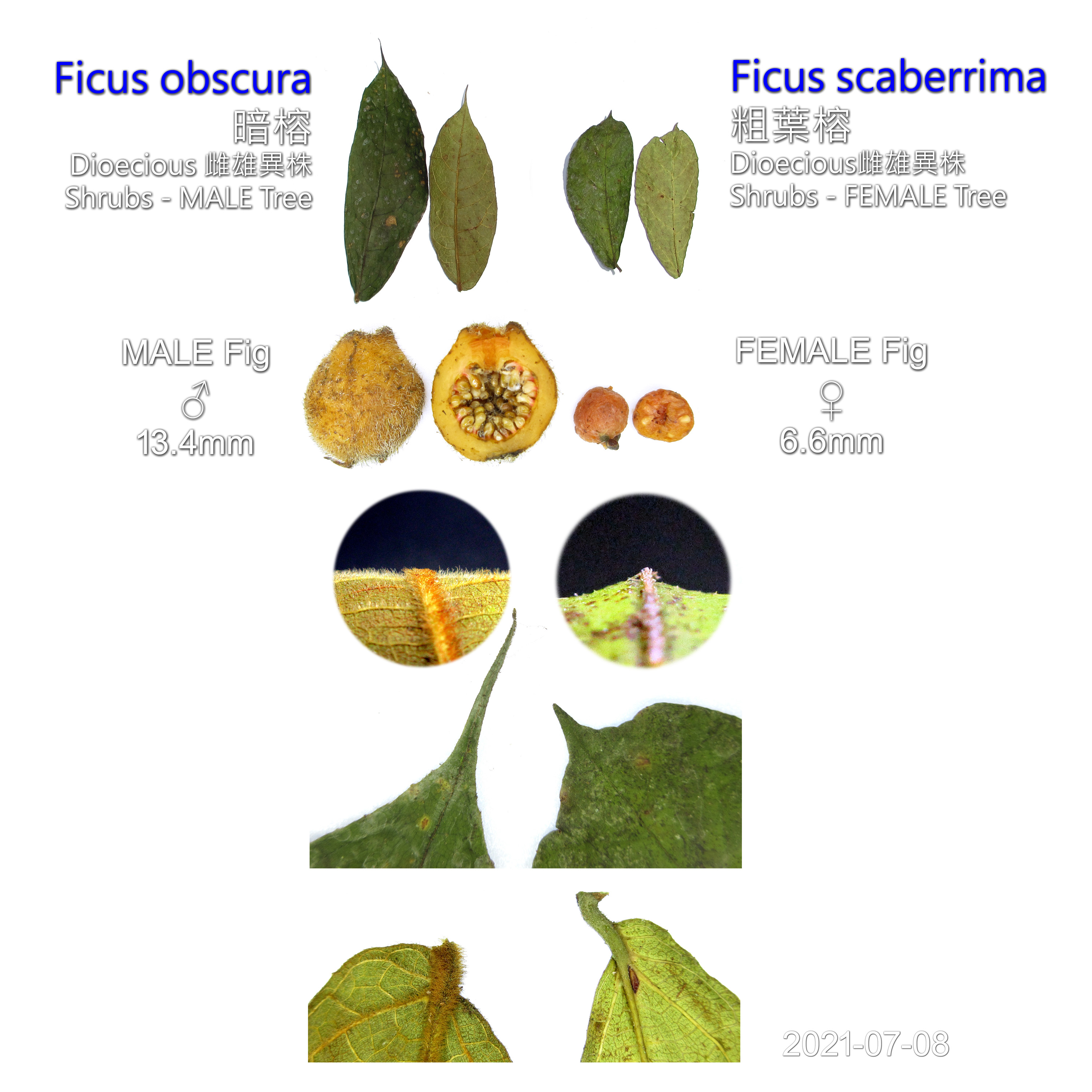 Comparison of Ficus obscura 暗榕 and Ficus scaberrima 粗葉榕
