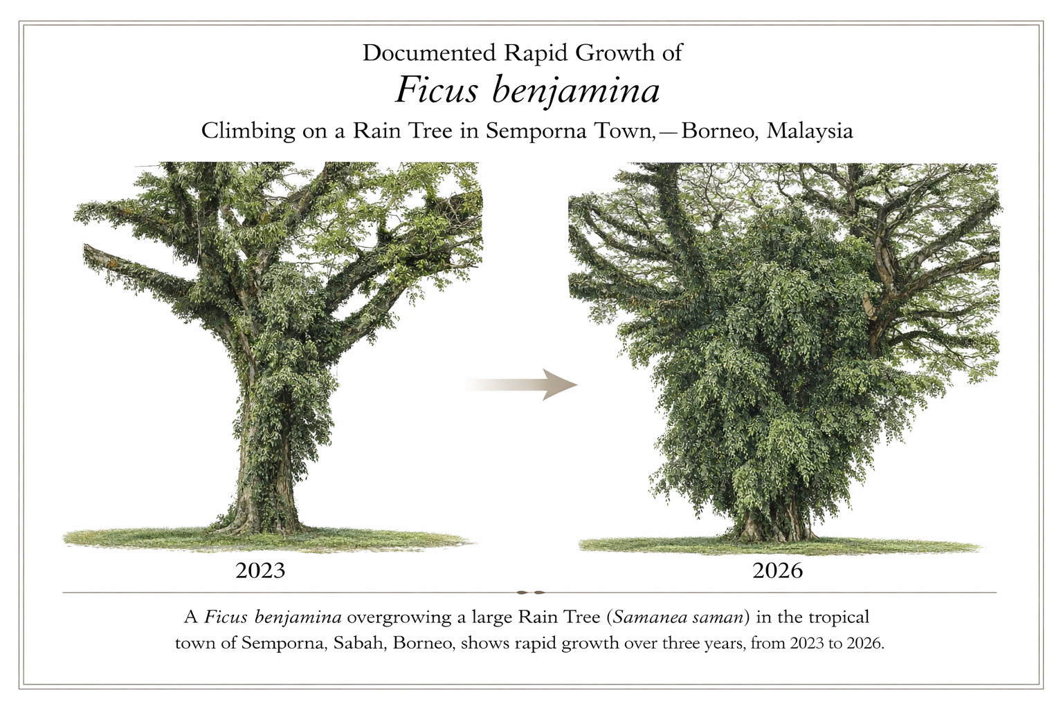 Rapid Structural Colonization by Ficus benjamina