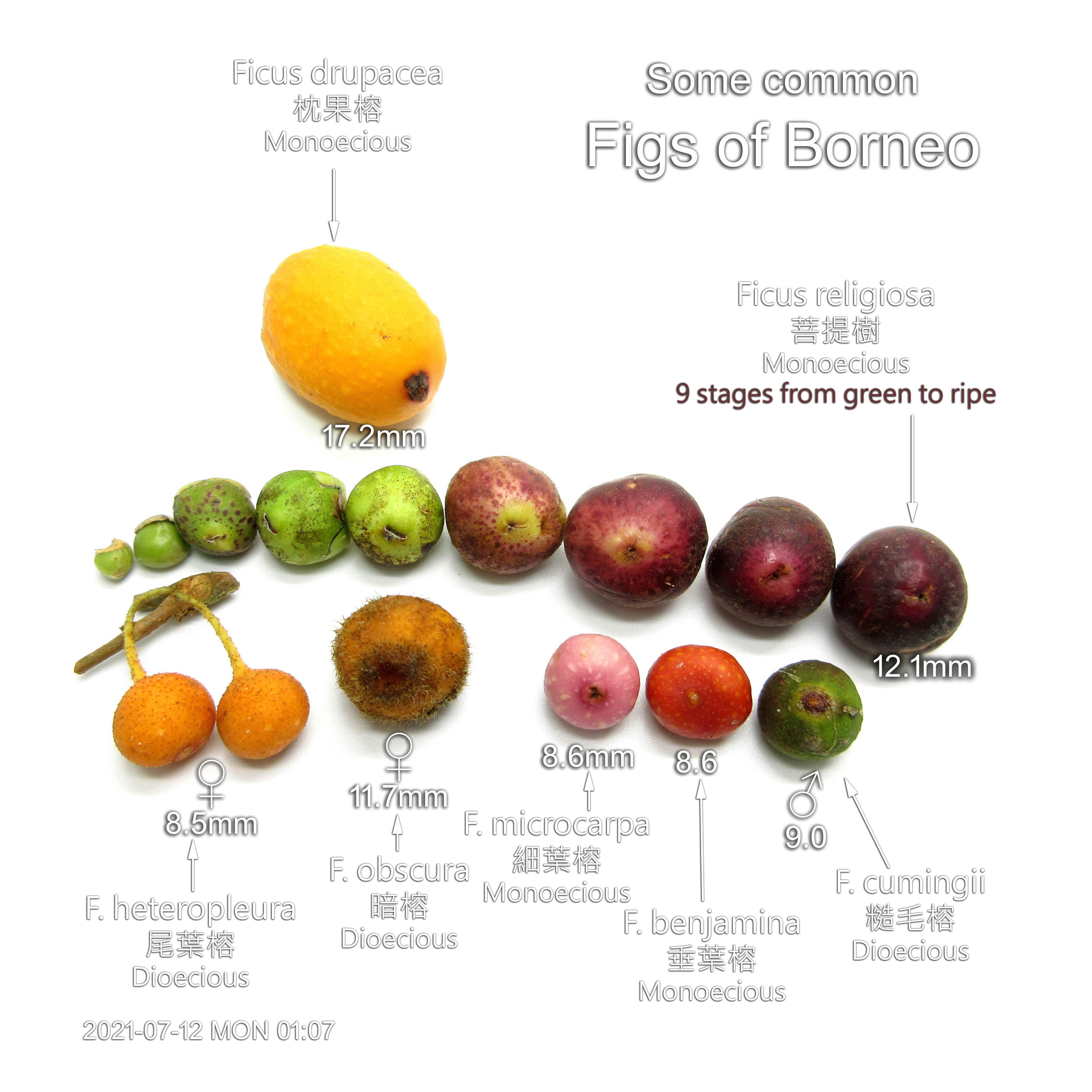 Some common Figs of Borneo