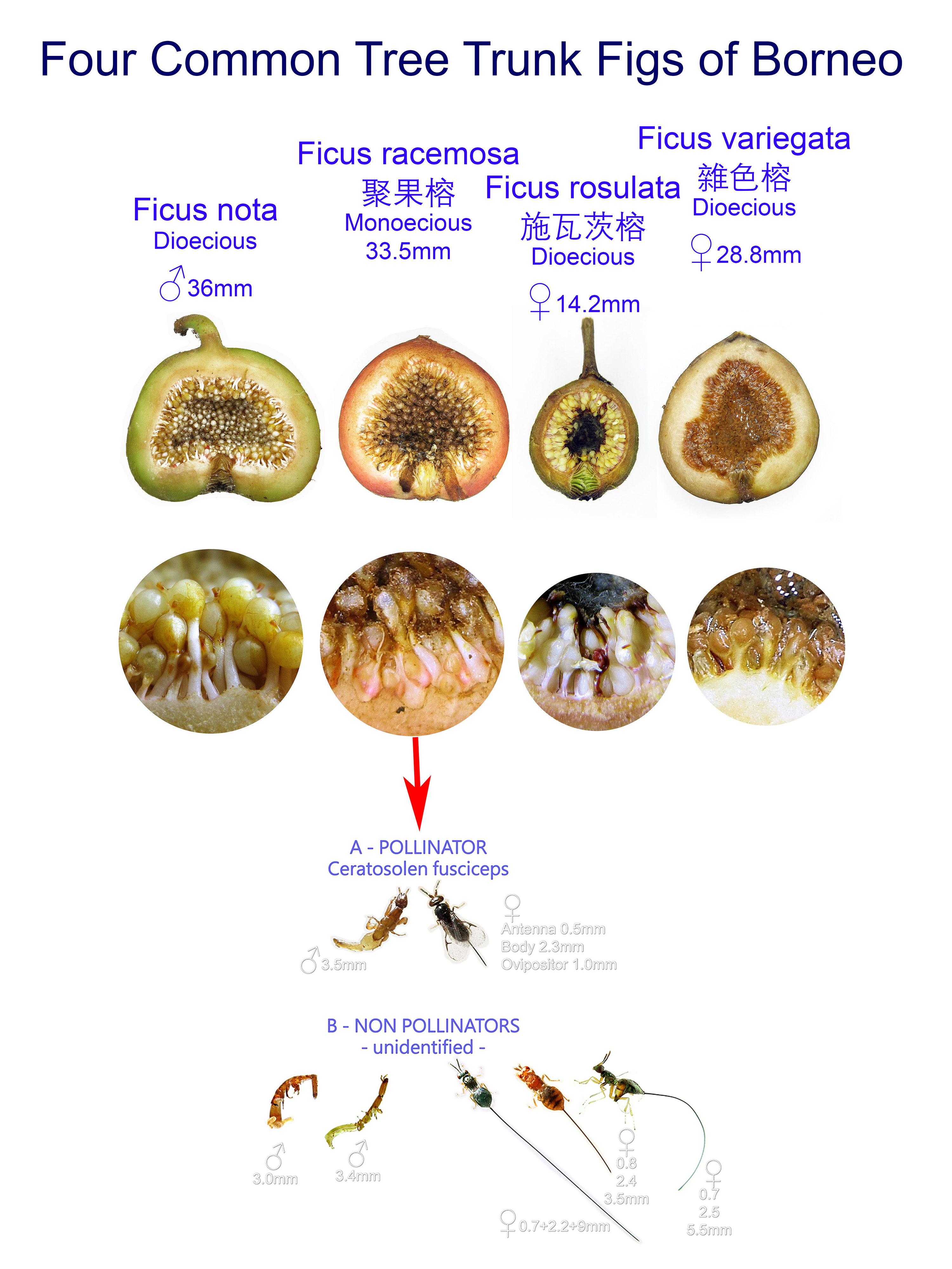 Four Common Tree Trunk Figs of Borneo