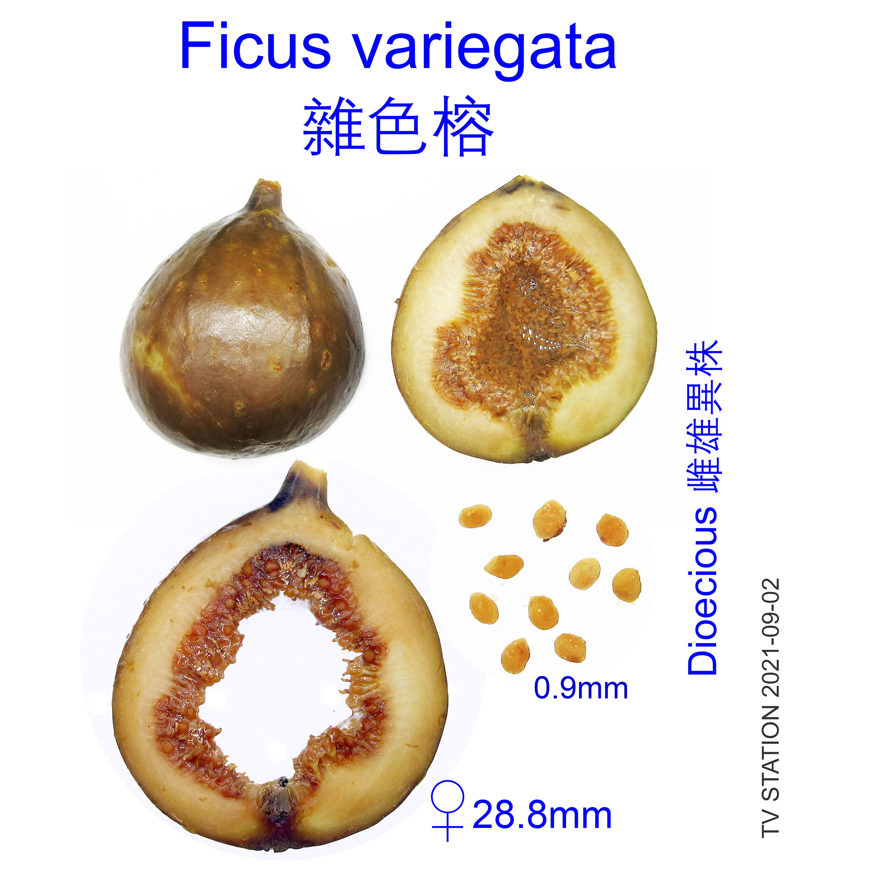 Ficus variegata 雜色榕
