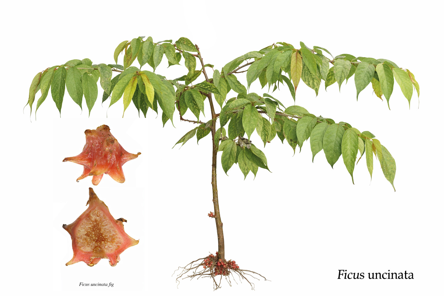 Earth fig