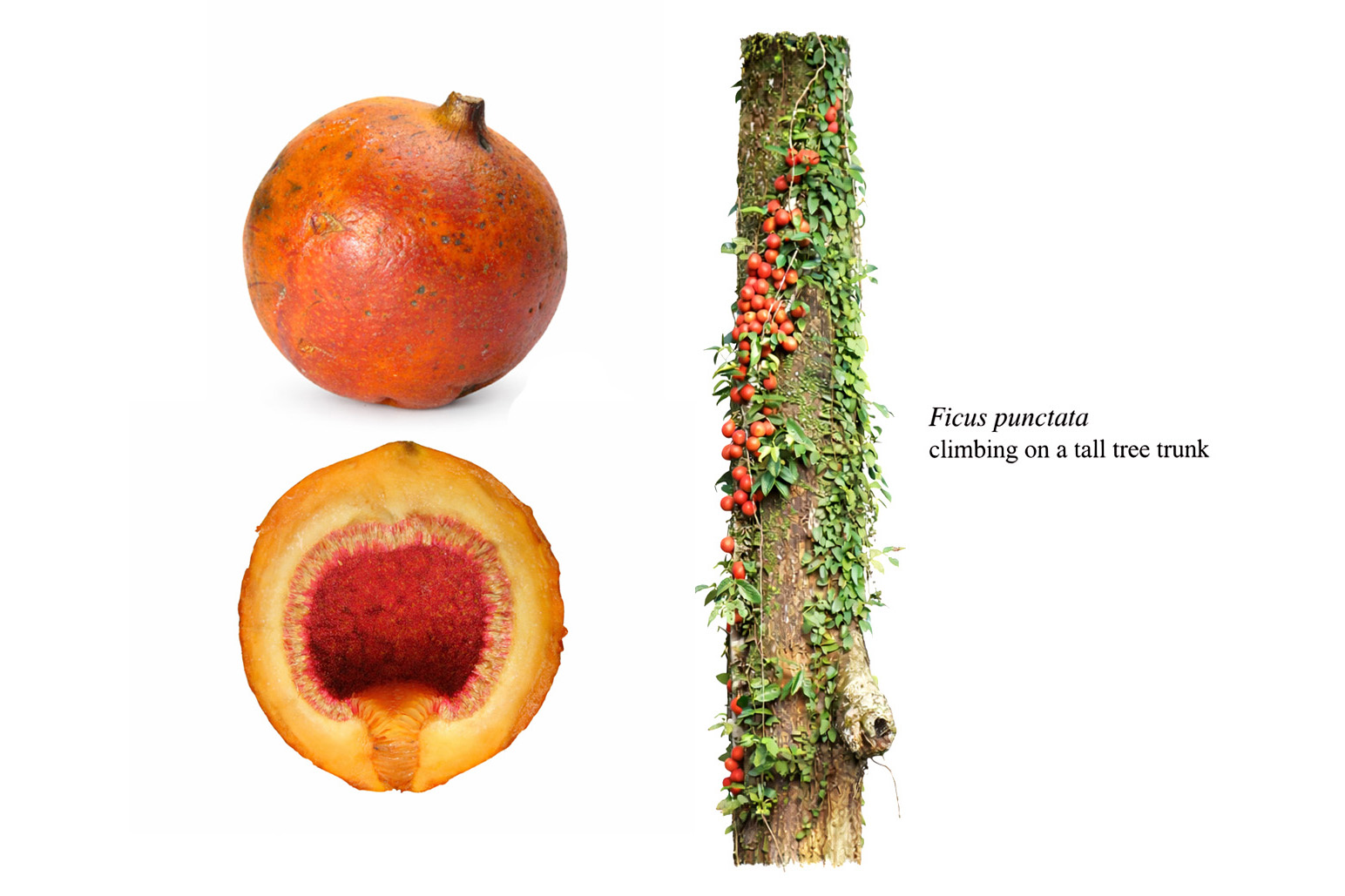 Root climber fig