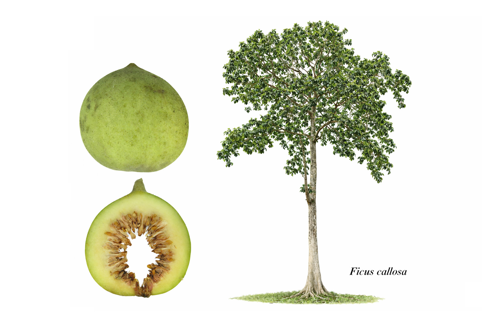 Short tree fig