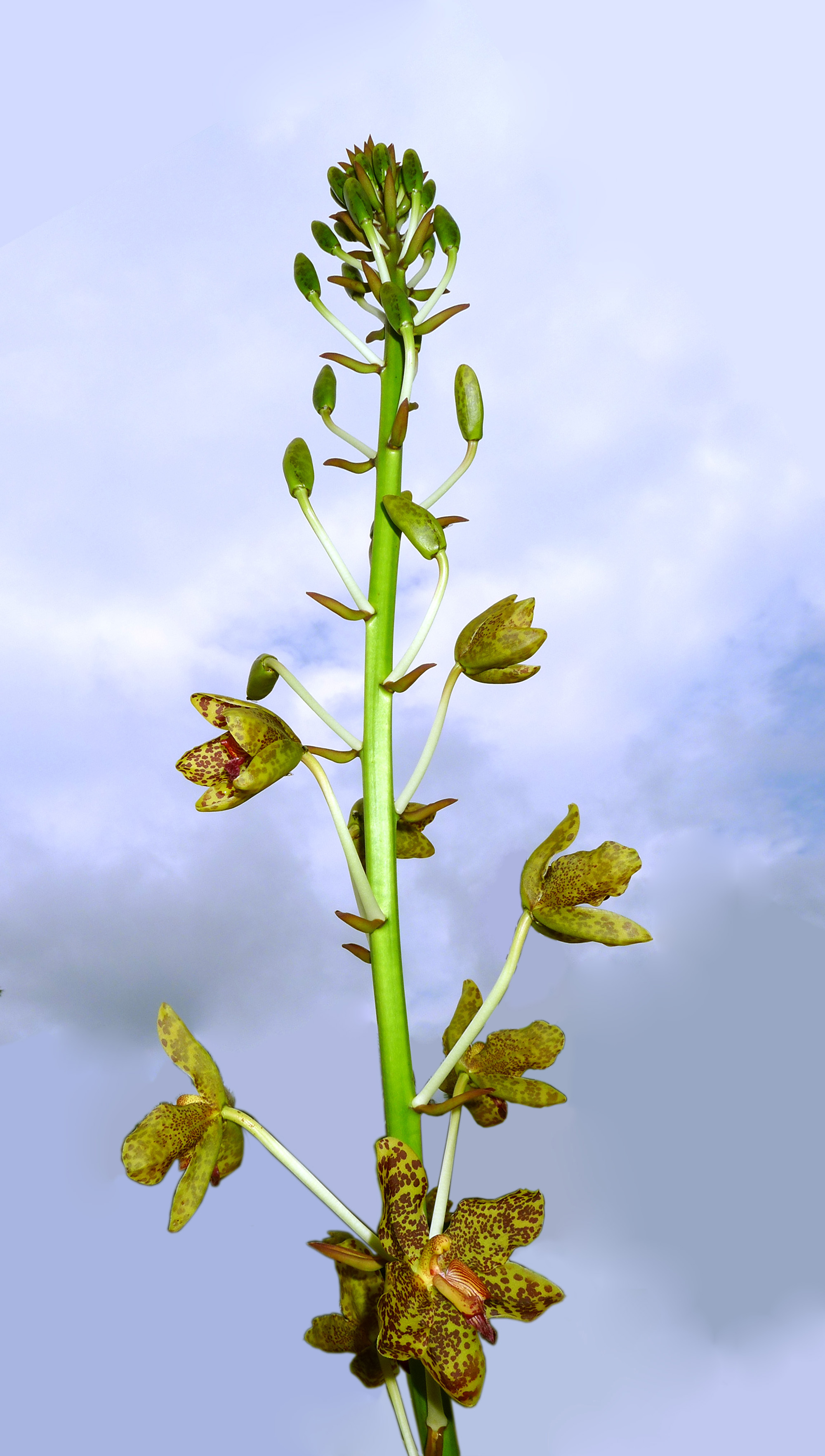 inflorescence of tiger orchid