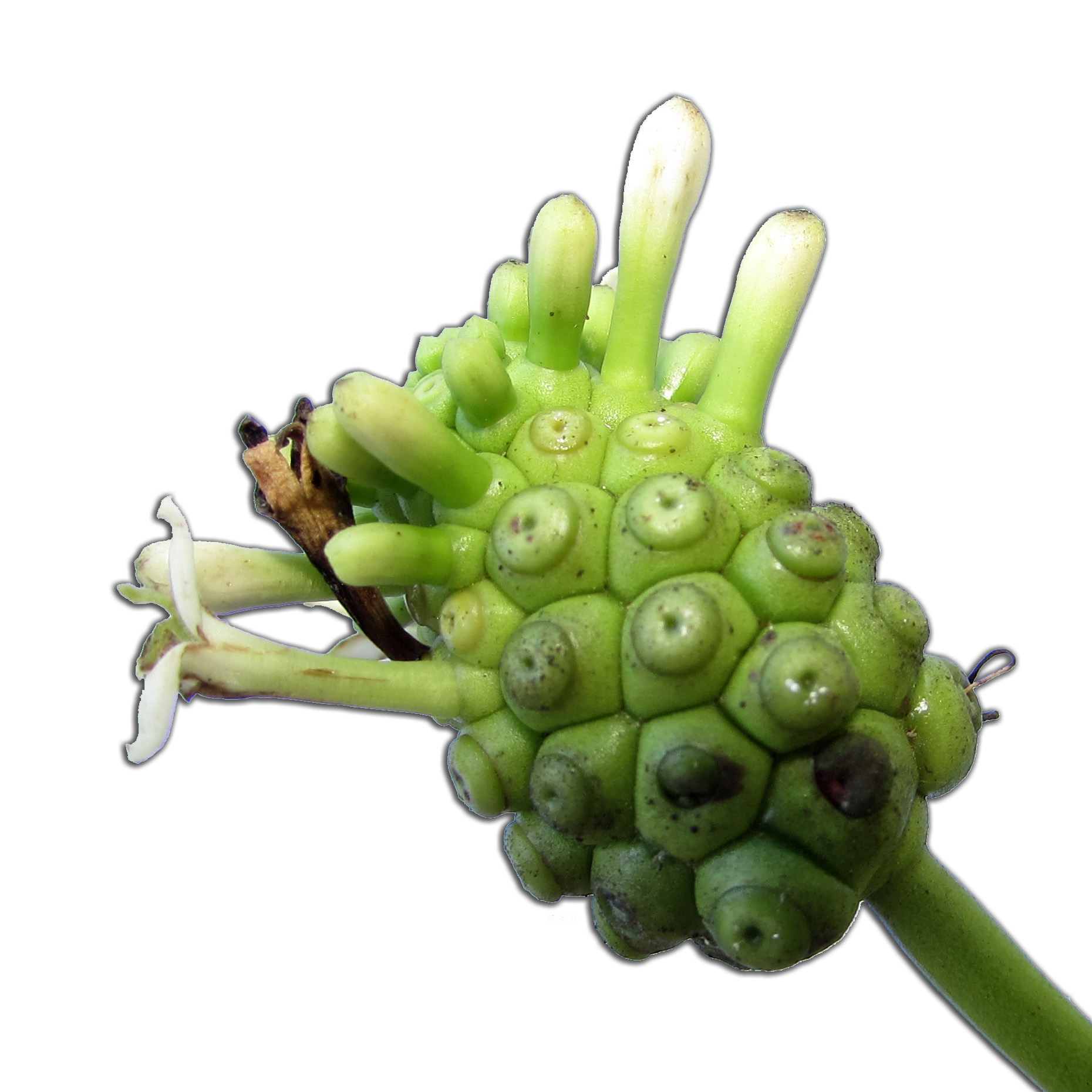 Morinda citrifolia