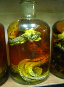Snake Wine shop